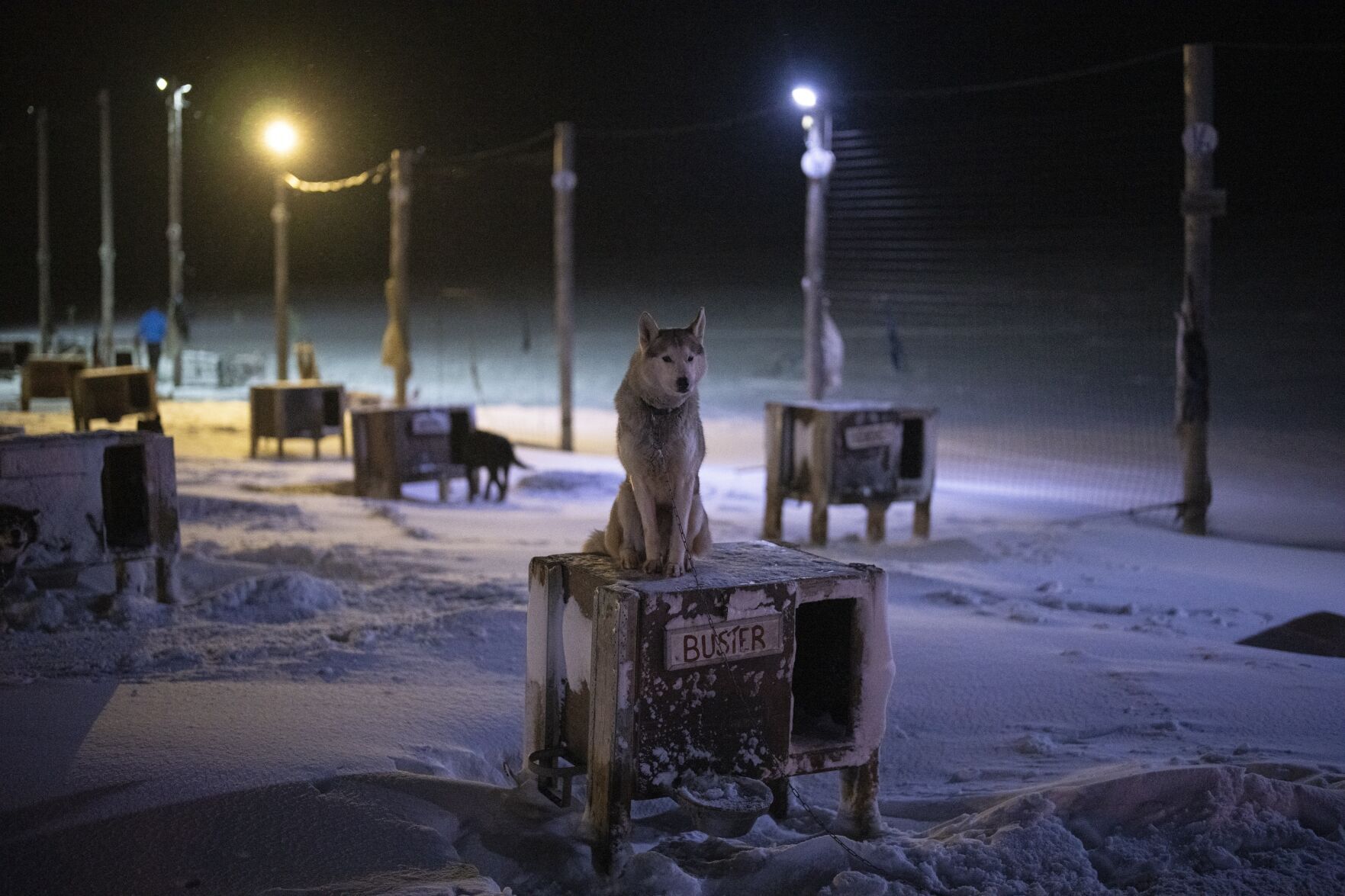 Norwegian Arctic Dog Sledding